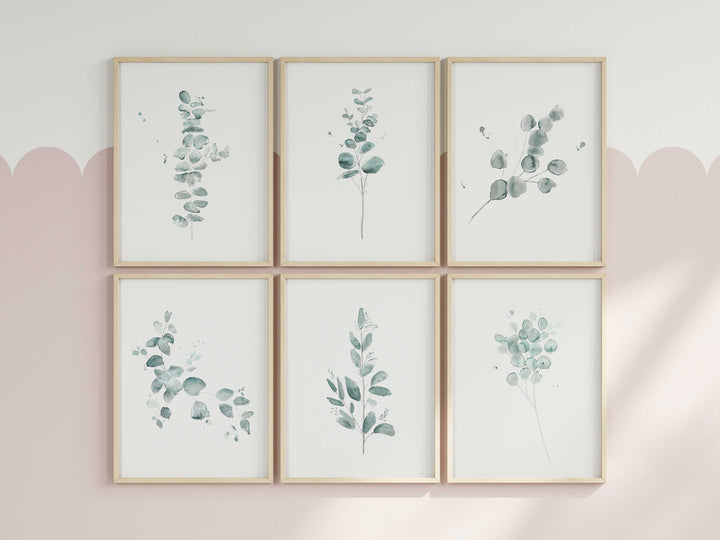 Ensemble d'illustrations - Botanique - Eucalyptus